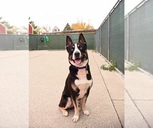 American Pit Bull Terrier-Huskies  Mix Dogs for adoption in Fargo, ND, USA