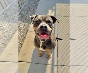 American Bulldog Dogs for adoption in Toronto, Ontario, Canada