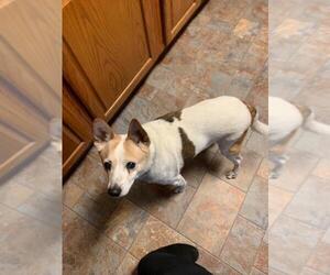 Jack Russell Terrier Dogs for adoption in Doylestown, PA, USA