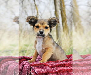 Chion Dogs for adoption in Sandy, UT, USA