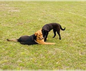 Shepradors Dogs for adoption in Orangeburg, SC, USA