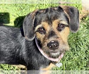 Beagle-Chihuahua Mix Dogs for adoption in Pueblo, CO, USA