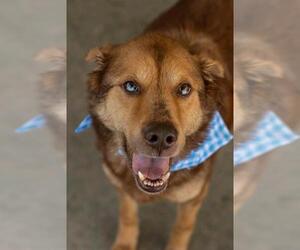 Gerberian Shepsky Dogs for adoption in Baytown, TX, USA