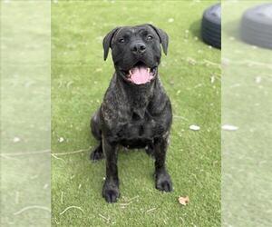 Mastiff Dogs for adoption in Toronto, Ontario, Canada