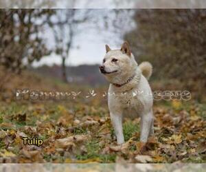 Shiba Inu Dogs for adoption in Mt Carmel, PA, USA