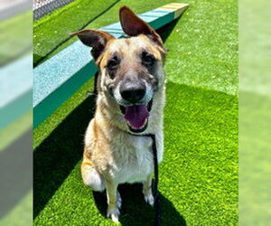 German Shepherd Dog Dogs for adoption in Salinas, CA, USA