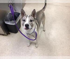 Siberian Husky-Unknown Mix Dogs for adoption in Riverside, CA, USA