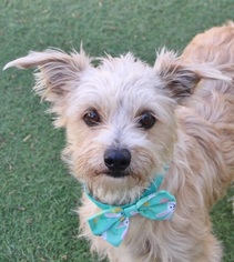 Cairn Terrier Dogs for adoption in Las Vegas, NV, USA