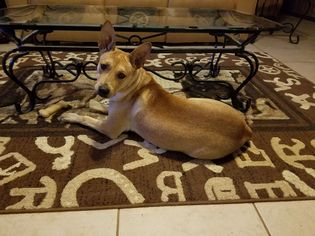 Medium Photo #1 Alaskan Husky-Unknown Mix Puppy For Sale in Del Rio, TX, USA