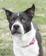 Border Collie-Unknown Mix Dogs for adoption in Troy, IL, USA