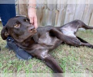 Chocolate Labrador retriever-Unknown Mix Dogs for adoption in Lexington, SC, USA
