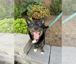 Pembroke Welsh Corgi Dogs for adoption in Lancaster, PA, USA