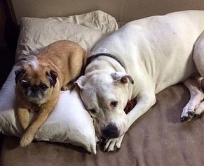 American Bulldog Dogs for adoption in Boonton, NJ, USA