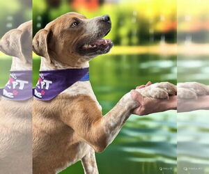 Pointer-Unknown Mix Dogs for adoption in Westwood, NJ, USA
