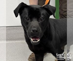 Labrador Retriever-Retriever  Mix Dogs for adoption in Washington, DC, USA