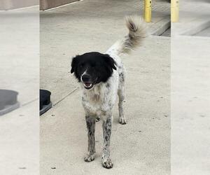 Border Collie-Unknown Mix Dogs for adoption in San Antonio, TX, USA