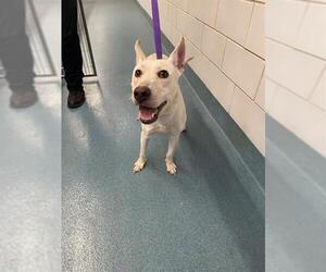 Carolina Dog-Labrador Retriever Mix Dogs for adoption in Pearland, TX, USA