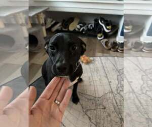 Labrador Retriever-Unknown Mix Dogs for adoption in Sheboygan, WI, USA