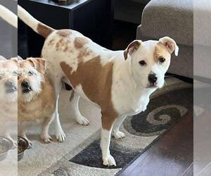 American Bulldog-Unknown Mix Dogs for adoption in New Oxford , PA, USA