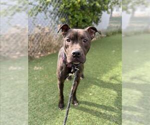 American Pit Bull Terrier Dogs for adoption in Woodland, CA, USA