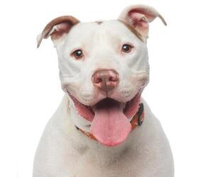 American Staffordshire Terrier Dogs for adoption in Los Angeles, CA, USA