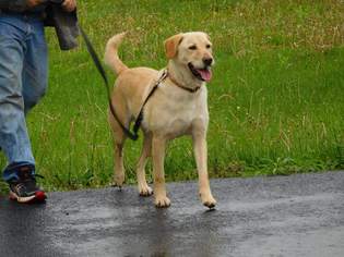 Labrador Retriever Dogs for adoption in West Milton, PA, USA