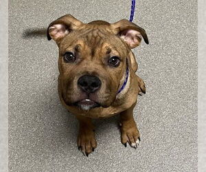 Boxer-Unknown Mix Dogs for adoption in Las Vegas, NV, USA