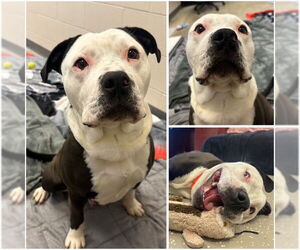 American Pit Bull Terrier-Unknown Mix Dogs for adoption in Fort Wayne, IN, USA