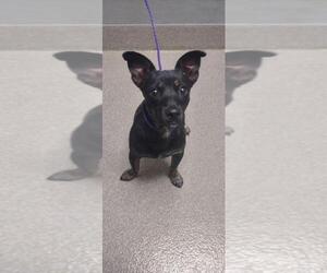 Chihuahua-Unknown Mix Dogs for adoption in Las Vegas, NV, USA