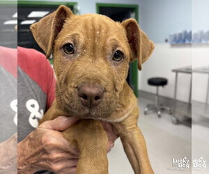 Retriever -Unknown Mix Dogs for adoption in Washington, DC, USA