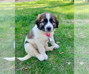 Great Pyrenees-Unknown Mix Dogs for adoption in Minneapolis, MN, USA