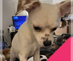 Medium Photo #5 Rat-Cha Puppy For Sale in Grafton, WI, USA