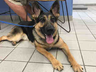 German Shepherd Dog Dogs for adoption in Canfield, OH, USA
