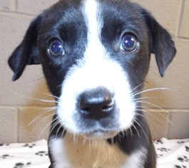 Medium Photo #1 Border-Aussie Puppy For Sale in Oxford, MS, USA