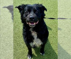 Sheprador Dogs for adoption in Fayetteville, NC, USA