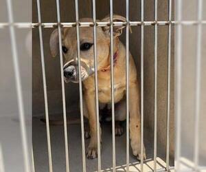 American Pit Bull Terrier-Unknown Mix Dogs for adoption in Oklahoma City, OK, USA