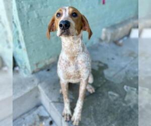 Treeing Walker Coonhound Dogs for adoption in Roanoke, VA, USA