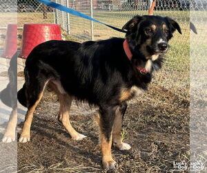 Australian Shepherd Dogs for adoption in Washington, DC, USA