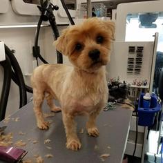 Silky Terrier Dogs for adoption in dartmouth, MA, USA
