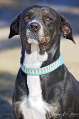 Labrottie Dogs for adoption in Pryor, OK, USA