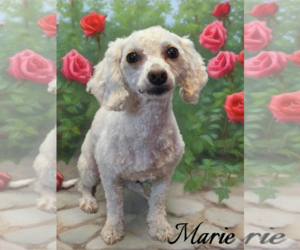 Poodle (Miniature)-Unknown Mix Dogs for adoption in Phelan, CA, USA