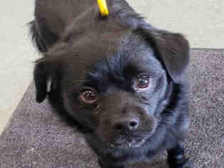 Chug Dogs for adoption in Missoula, MT, USA