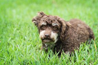 Poodle (Toy) Dogs for adoption in Shreveport, LA, USA