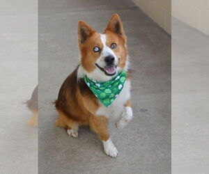 Mutt Dogs for adoption in McKinney, TX, USA