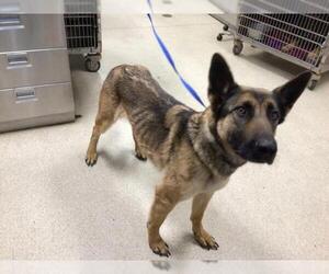 Mutt Dogs for adoption in Riverside, CA, USA