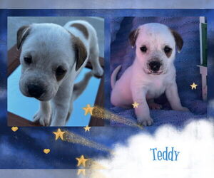Mutt Dogs for adoption in Walnutport, PA, USA