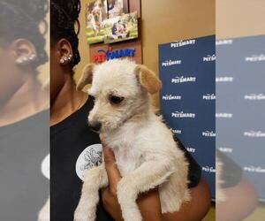 Medium Photo #1 Mutt Puppy For Sale in Pembroke, GA, USA