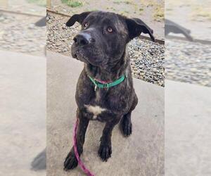 English Mastweiler Dogs for adoption in Sacramento, CA, USA