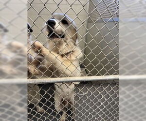 Great Pyrenees Dogs for adoption in Glen Allen, VA, USA