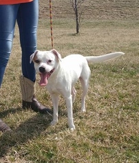Jack-A-Bee Dogs for adoption in Trenton, MO, USA